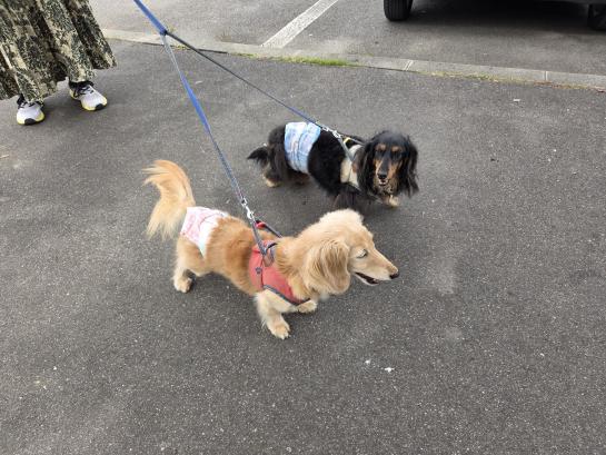Hunde tragen in Japan häufig Windeln