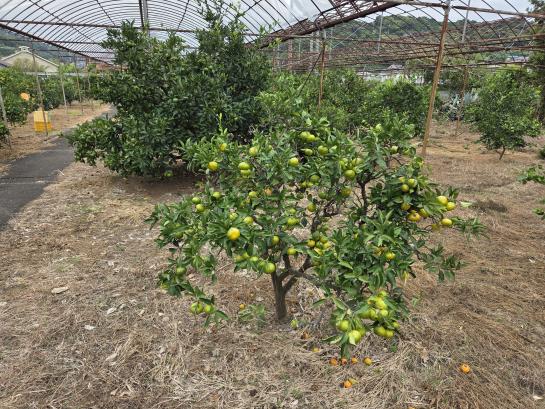 Besuch einer Mandarinenplantage